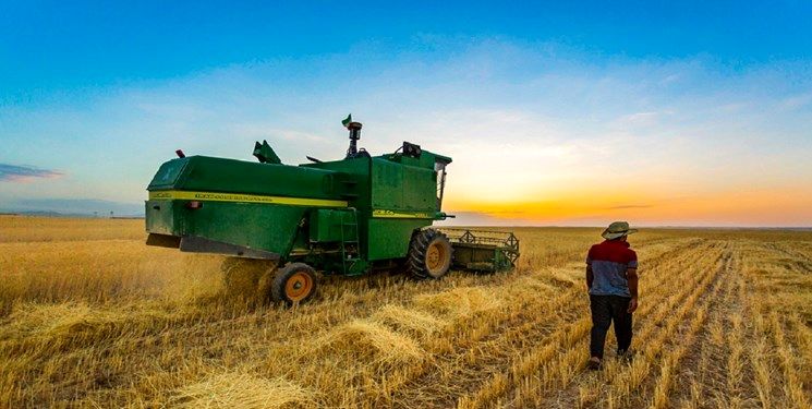 خرید تضمینی گندم 44 درصد افزایش یافته است