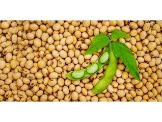 هیچ مشکلی در کنجاله سویا نداریم