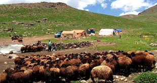 مشکلی در تامین نهاده‌ دامی عشایر وجود ندارد