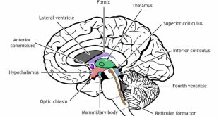 کولیکولوس فوقانی (superior colliculus) در در پستانداران در بالای مغز میانی قرار دارد.