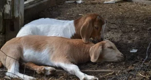 بز Goat